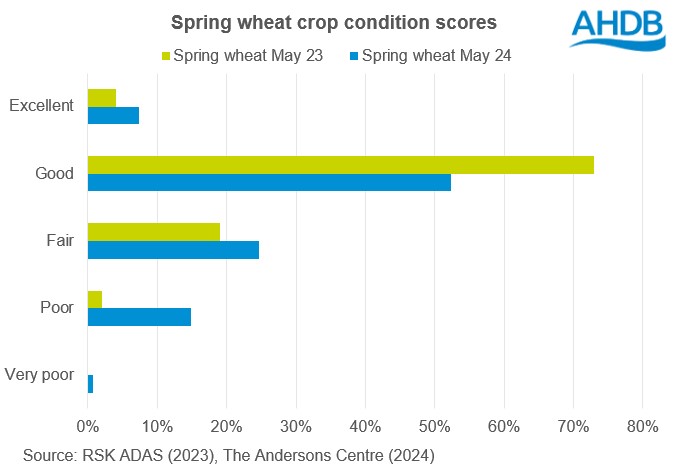 Chart showing GB spring wheat crop condition scores at the end of May 2024 and May 2023